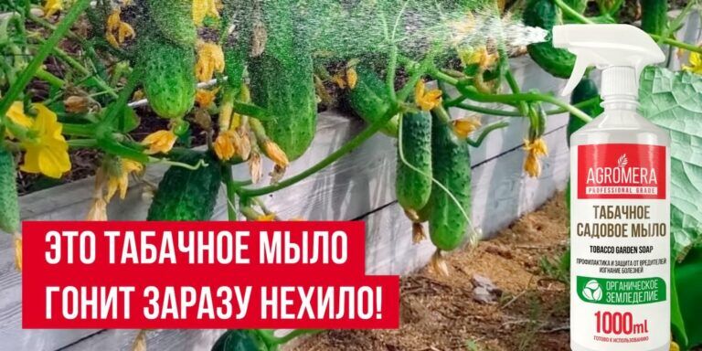 Это табачное мыло гонит заразу нехило!