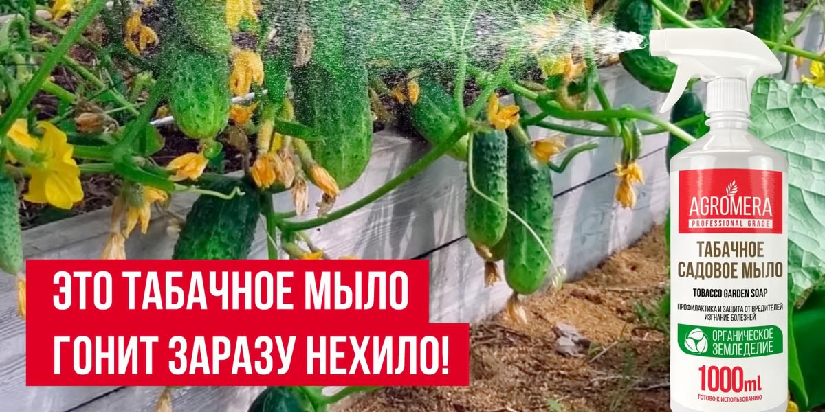 Это табачное мыло гонит заразу нехило!