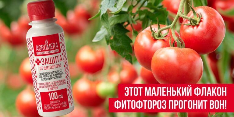 защита от фитофторы помидор в теплице