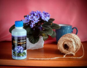 Секреты продолжительного цветения домашних фиалок