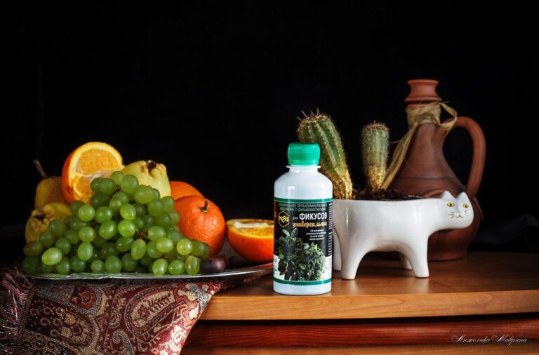 Фикус Бенджамина в домашних условиях, секреты успешного роста